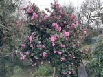 Images for Little Oaks - Penryn