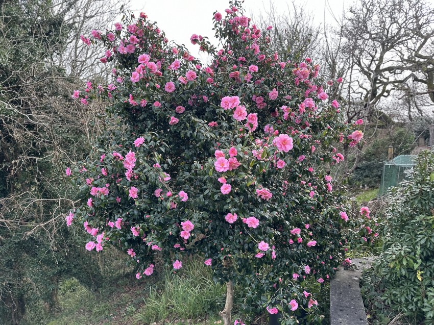 Images for Little Oaks - Penryn